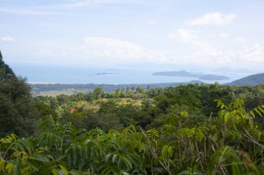 okyanus ve palmiye ağaçlarının manzarası