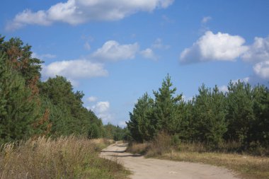 çam ağaçları ile kumlu yol