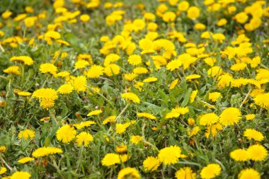 yabani karahindiba arka plan alanı