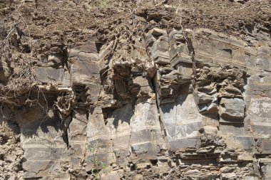 Botanik bahçesi Tiflis Gürcistan bambu koru