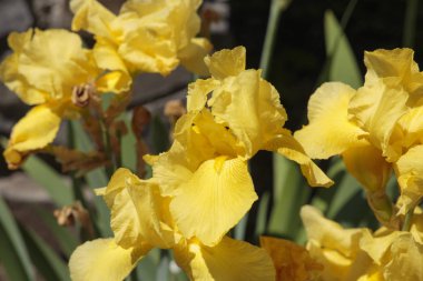 çiçekaçan sarı irises bahçe yatakları