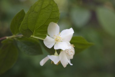 bir kiraz çiçek yakın