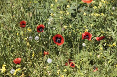 haşhaş alan çiçekler çim arka plan