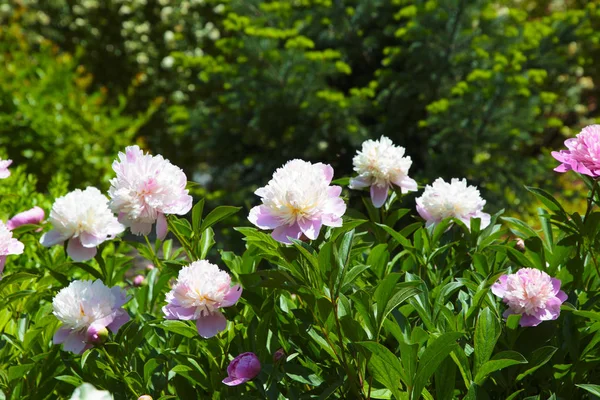 Fiore Letto Rosa Peonia Sfondo — Foto Stock