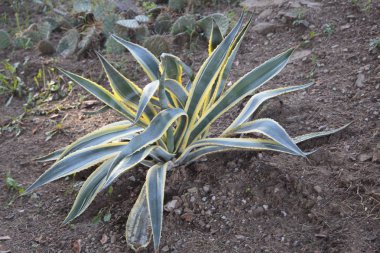 büyük iki renk Aloe arka plan