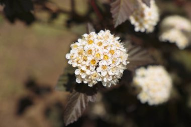 Spiraea nipponskoy çiçekli yakın çekim
