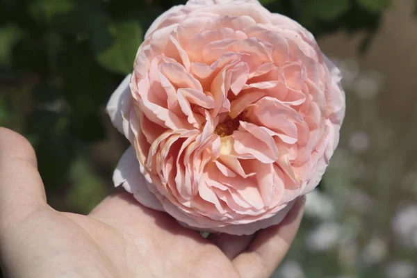 Bella Rosa Rosa Sullo Sfondo Della Mano — Foto Stock