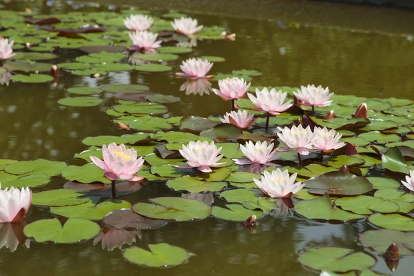 pound witht nenuphar zambak su zambak Lotus