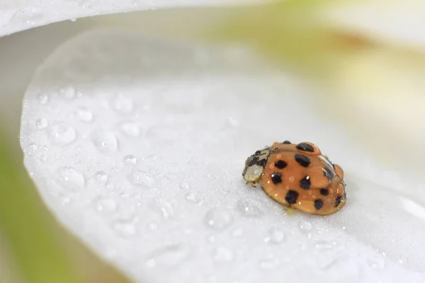 Ladybug üzerinde bir ıslak beyaz levha içinde orkide