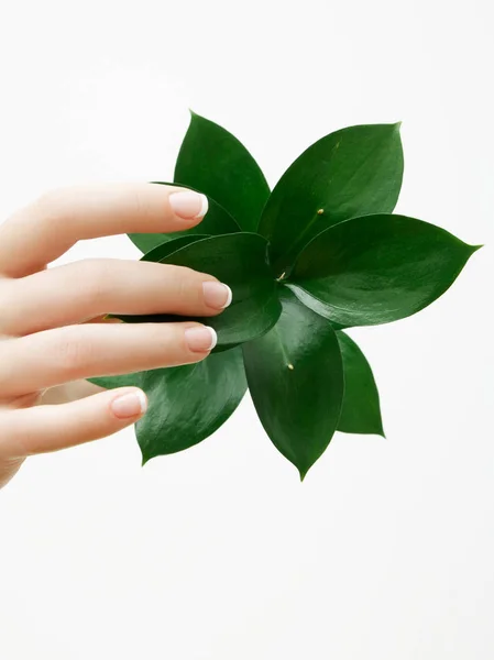 Обезжиренная Красивые Нежные Руки Маникюром Зелеными Листьями Крупный План Изолирован — стоковое фото
