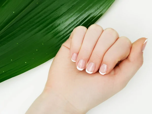 Mooie Gevoelige Handen Met Manicure Groene Bladeren Close Geïsoleerd Wit — Stockfoto