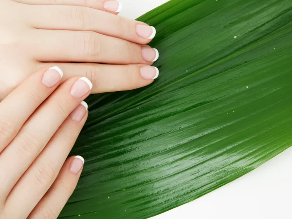 Belas Mãos Delicadas Com Manicure Folhas Verdes Close Isolado Branco — Fotografia de Stock