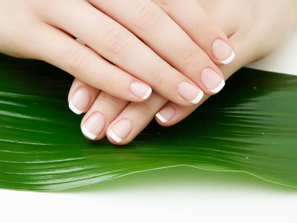 Belas Mãos Delicadas Com Manicure Folhas Verdes Close Isolado Branco — Fotografia de Stock