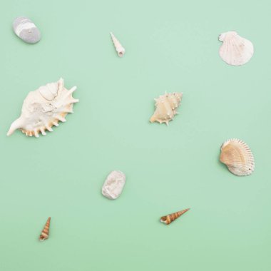 Düz yatıyordu. Üstten görünüm. Çerçeve mavi yeşil bir arka plan üzerinde çeşitli kabukları. Deniz kabuklarını ve denizyıldızı pastel bir arka plan üzerinde. Tatil kavramı
