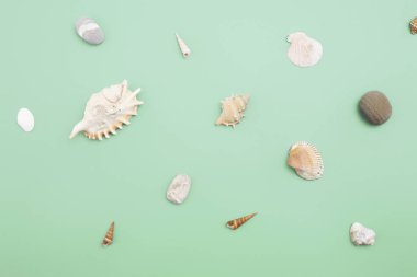 Düz yatıyordu. Üstten görünüm. Çerçeve mavi yeşil bir arka plan üzerinde çeşitli kabukları. Deniz kabuklarını ve denizyıldızı pastel bir arka plan üzerinde. Tatil kavramı