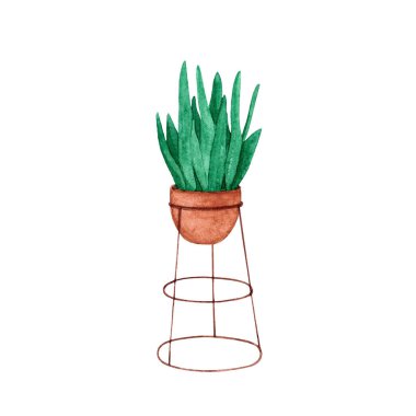 Bir ev bitkisi ile suluboya çizimi. 