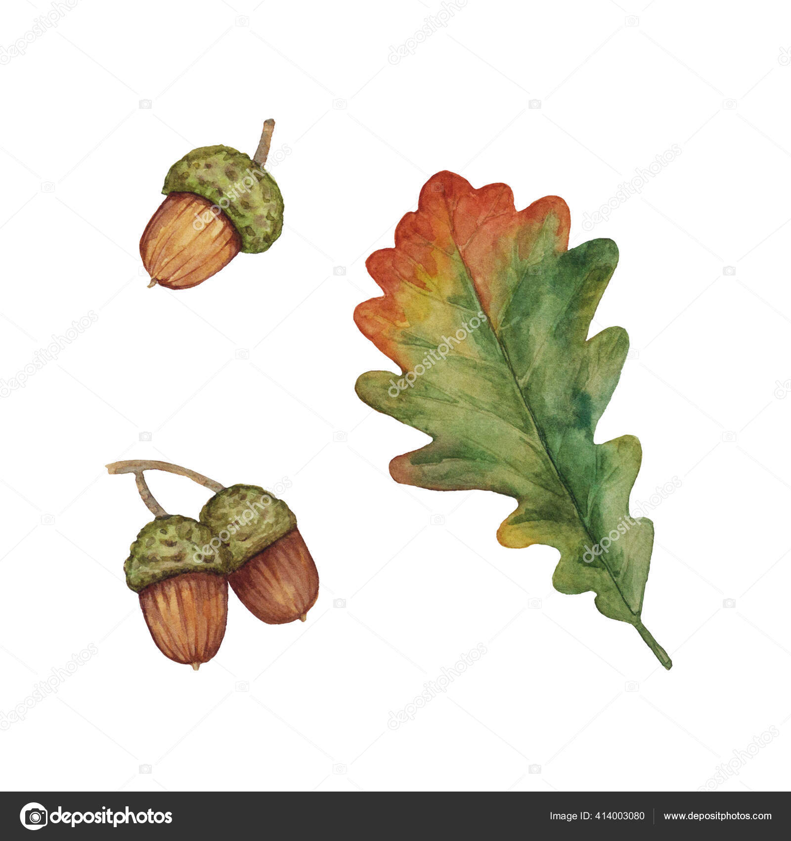 참나무 고사리를 배경에 삽화가 조각과 장식을 스톡 일러스트레이션 [© AUTHOR_NAME] #414003080, image size:1600x1700