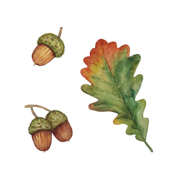 Watercolor illustration with autumn oak leaf and acorns isolated on a white background. Set for clipart and decor