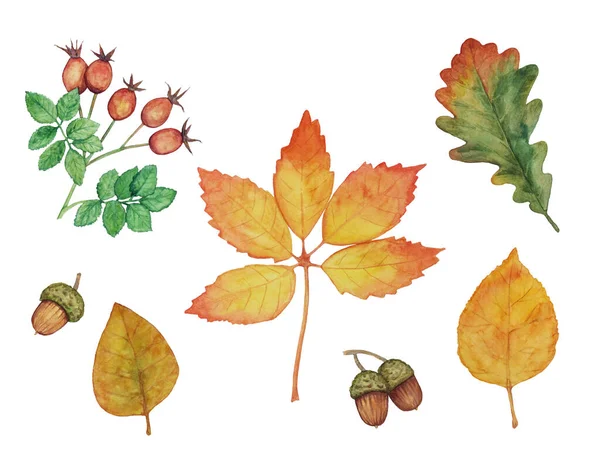 Blätter Zweige Von Hagebutten Und Eicheln Aquarellzeichnung Zum Thema Herbst — Stockfoto