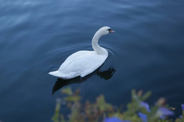在哈尔施塔特湖 奥地利的湖景与天鹅 — 图库照片