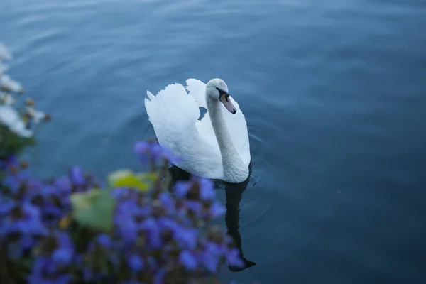 在哈尔施塔特湖 奥地利的湖景与天鹅 — 图库照片