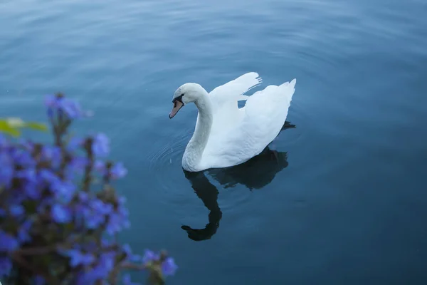 Vista Panorâmica Lago Com Cisne Hallstatter See Áustria — Fotografia de Stock