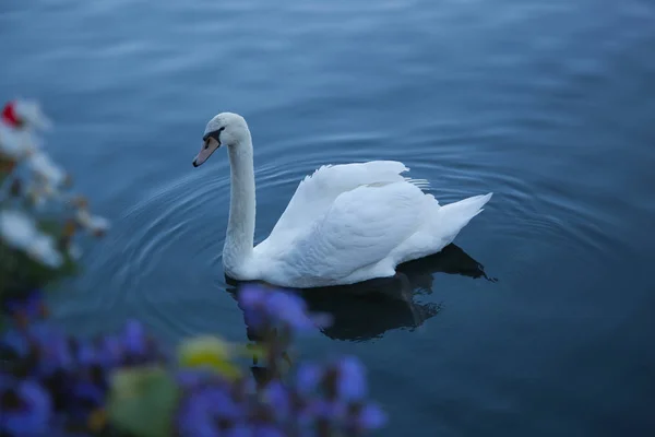 Scenic View Lake Swan Hallstatter See Austria — Stock Photo, Image