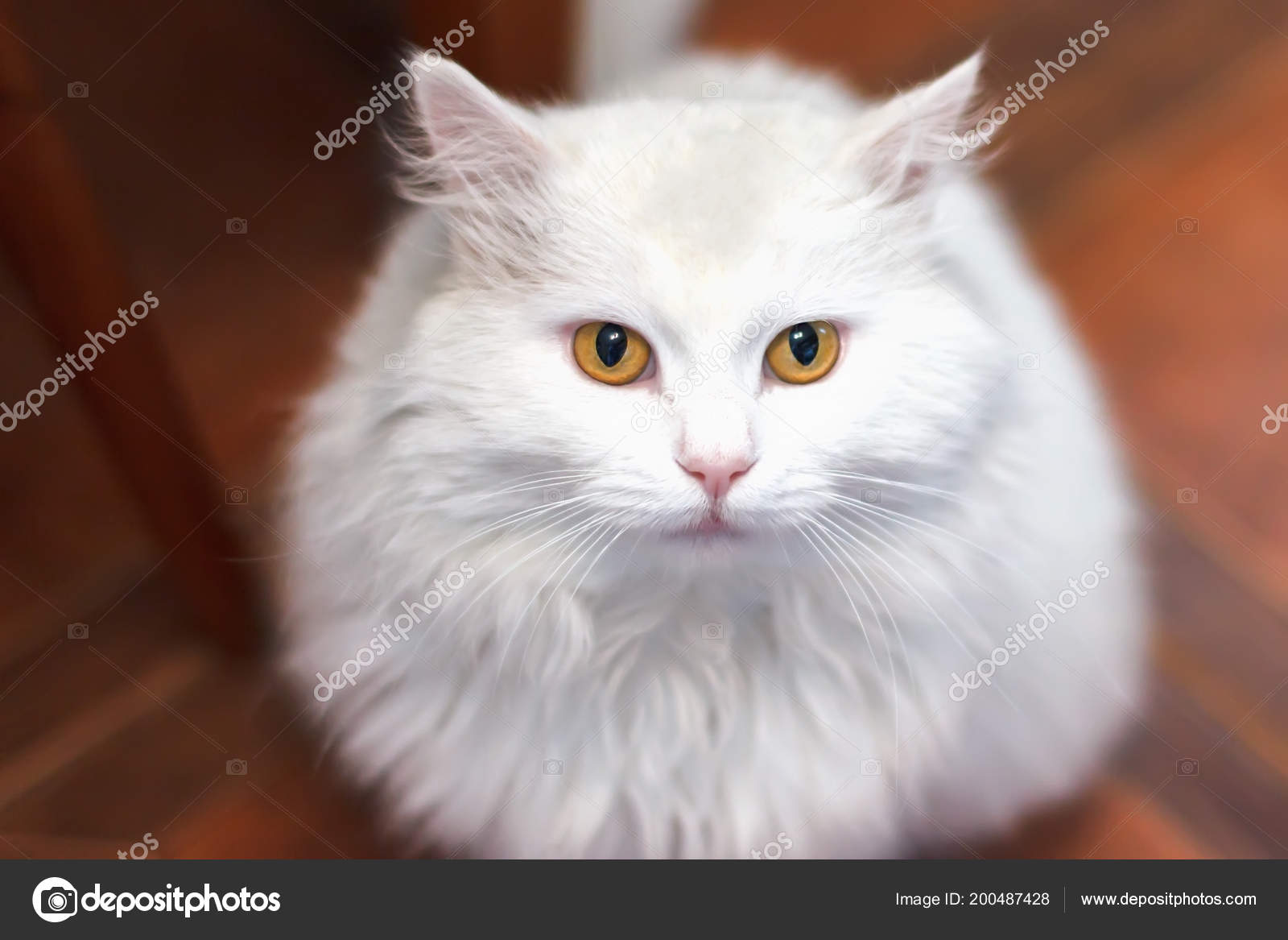 Home White Cat Breed Turkish Angora Sitting Kitchen — Stock Photo