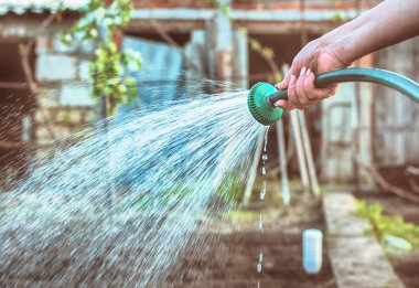 bitkiler ve çiçekler bahçede sulama bahar, bahar ve yaz bahçesi, ev işi. Tonda fotoğraf