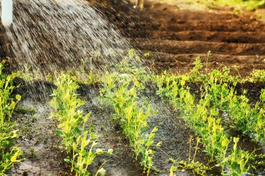 yeşil bezelye baharda bahçede sulama.