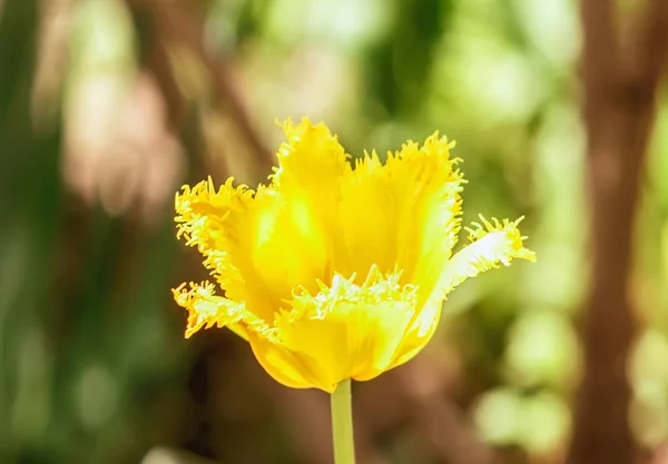 Bela Tulipa Amarela Jardim Close Dia Primavera — Fotografia de Stock