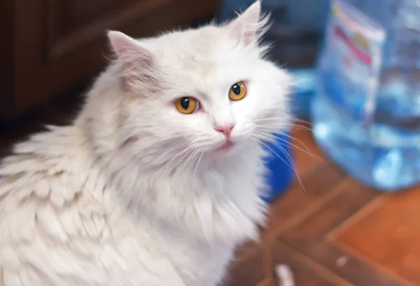 Casa Gato Blanco Raza Angora Turca Sentado Cocina —  Fotos de Stock