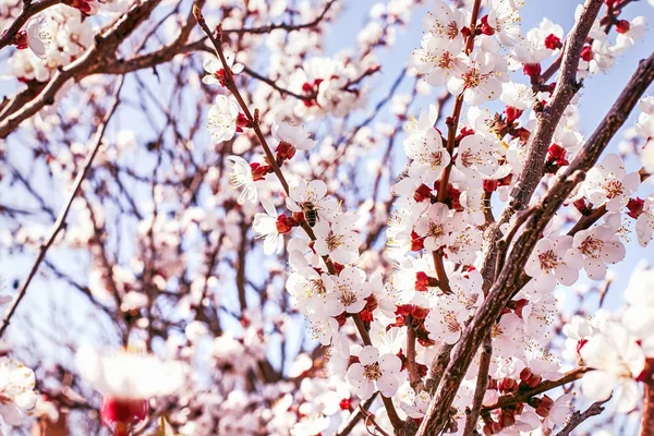 Les Arbres Fleurs Début Printemps Gros Plan Jour Printemps Ensoleillé — Photo