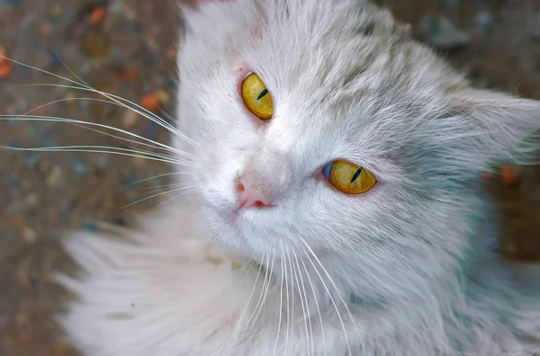 Βρώμικο Άστεγο Γάτα Λευκό Κίτρινα Μάτια Βρίσκεται Στο Έδαφος Και — Φωτογραφία Αρχείου