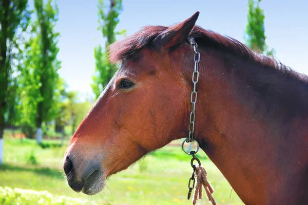 Cara Caballo Cerca Paisaje Verde Enfoque Suave —  Fotos de Stock