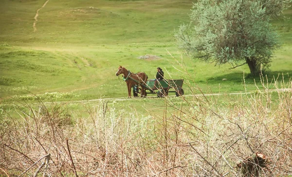 Cavallo Imbrigliato Carrello Trasporta Persone Carichi Nel Paesaggio Estivo Vita — Foto Stock