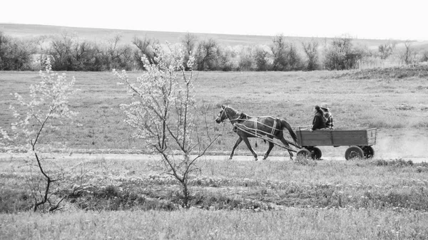 Лошадь Запряжена Телегу Несет Людей Нагрузок Летний Пейзаж Сельской Жизни — стоковое фото