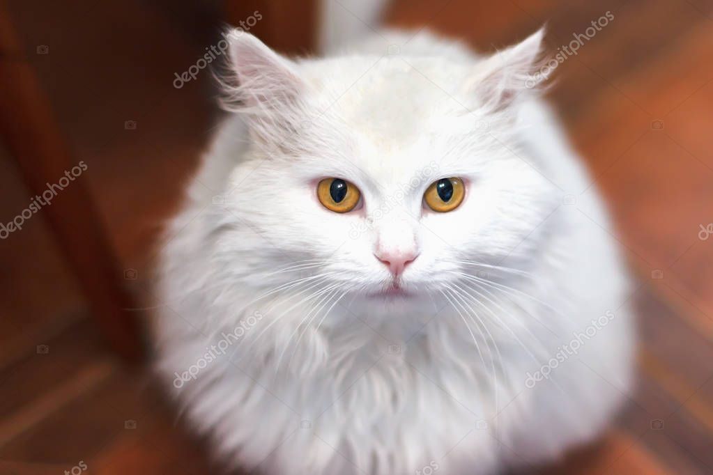 home white cat breed of the Turkish angora sitting in the kitchen