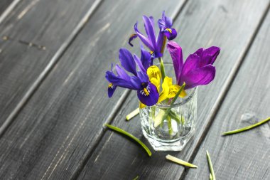 Çiğdemler, safran çok güzel bahar çiçekleri vardır. Bakım ve dikim. Ev bitkisi tarımı.
