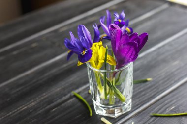 Çiğdemler, safran çok güzel bahar çiçekleri vardır. Bakım ve dikim. Ev bitkisi tarımı. Çiğdemler cam