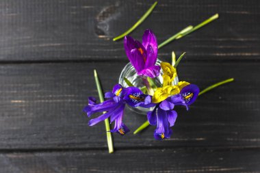 Çiğdemler, safran çok güzel bahar çiçekleri vardır. Bakım ve dikim. Ev bitkisi tarımı. Çiğdemler ahşap arka plan üzerinde. Abov görüntülemek