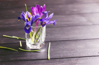 Çiğdemler, safran çok güzel bahar çiçekleri vardır. Bakım ve dikim. Ev bitkisi tarımı.
