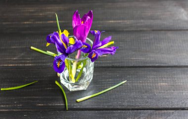 Çiğdemler, safran çok güzel bahar çiçekleri vardır. Bakım ve dikim. Ev bitkisi tarımı. Çiğdemler cam