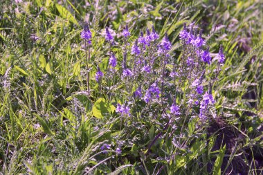 Şifalı bitkiler kekik. Zavallı sindirim, böbrek rahatsızlıkları ile bağırsak şişme ile iç,