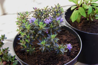 kapalı çiçek saksıları içinde radodendron. iç mekan bitkileri ve gübre nakli