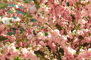 sığ bir pembe gül güzel çiçekli çalı. Bahçe çiçek açan bahar