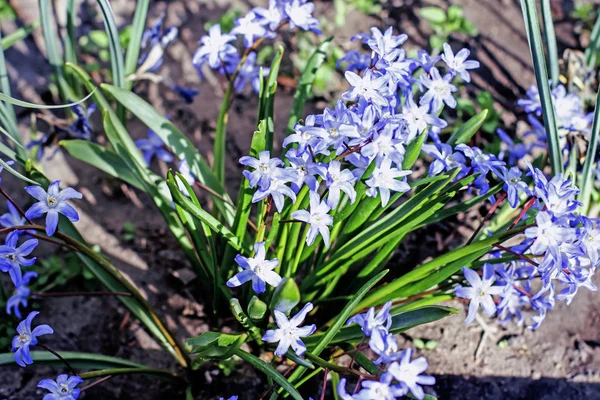 Kék Első Tavaszi Virágok Kék Tavaszi Virágok Közelről Scilla Luciliae — Stock Fotó