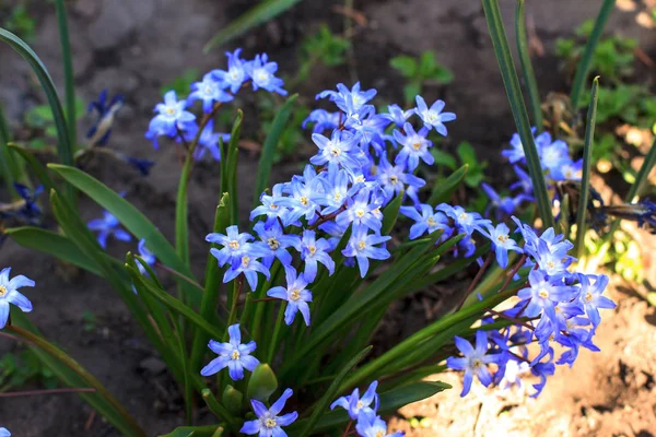 Kék Első Tavaszi Virágok Kék Tavaszi Virágok Közelről Scilla Luciliae — Stock Fotó
