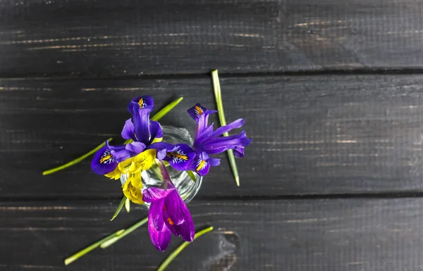 Çiğdemler, safran çok güzel bahar çiçekleri vardır. Bakım ve dikim. Ev bitkisi tarımı.
