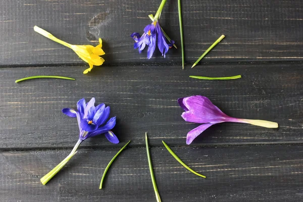 Çiğdemler, safran çok güzel bahar çiçekleri vardır. Bakım ve dikim. Ev bitkisi tarımı. Çiğdemler ahşap arka plan üzerinde